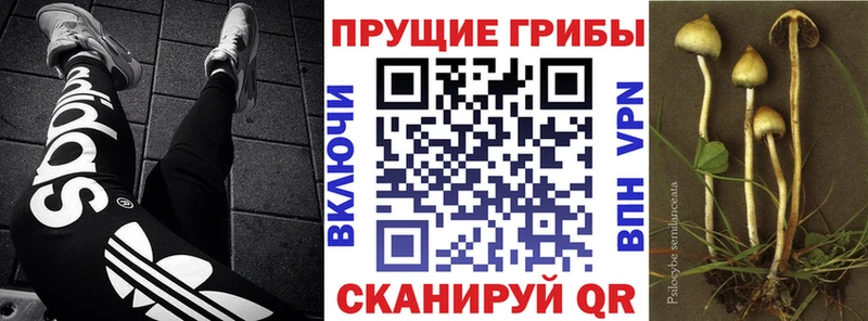 Галлюциногенные грибы Psilocybe  Нелидово 